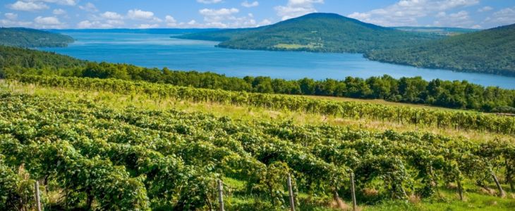 a vineyard at the Finger Lakes in New York